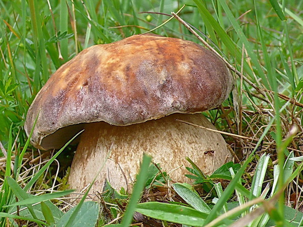 hríb dubový Boletus reticulatus Schaeff.