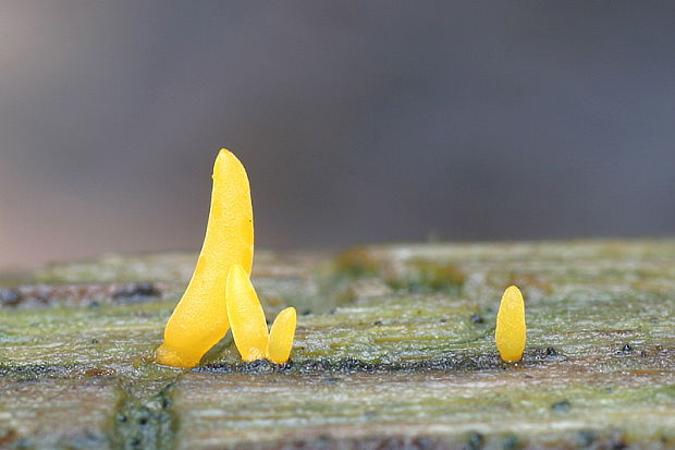 parôžkovec malý Calocera cornea (Fr.) Loud.