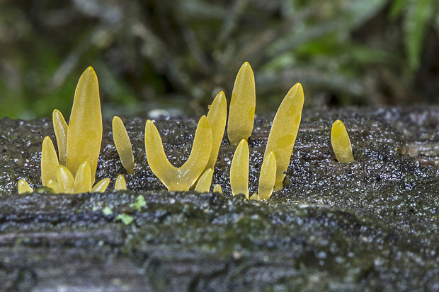 parôžkovec malý Calocera cornea (Fr.) Loud.