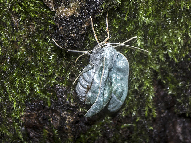 listnatka hrabová  Campaea margaritaria