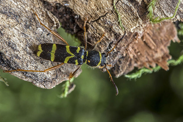 fuzáč Clytus arietis