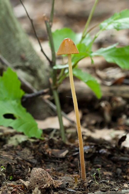 kapucňovec? Conocybe sp.