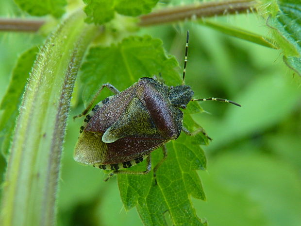 bzdocha obyčajná  Dolycoris baccarum