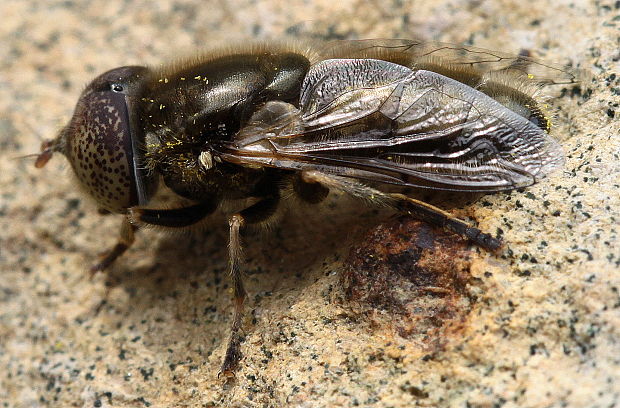 pestrica Eristalinus sepulchralis Linnaeus, 1758