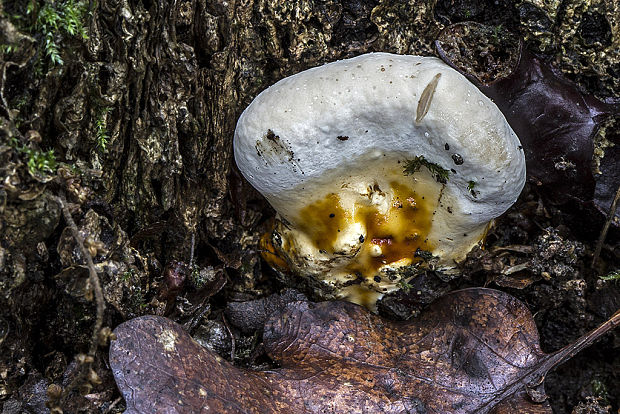 lesklokôrovka plochá Ganoderma applanatum (Pers.) Pat.