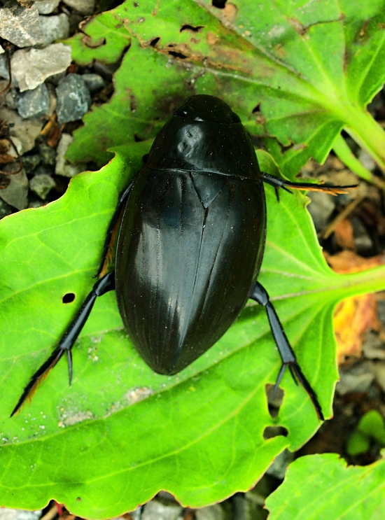 vodomil čierny Hydrophilus piceus