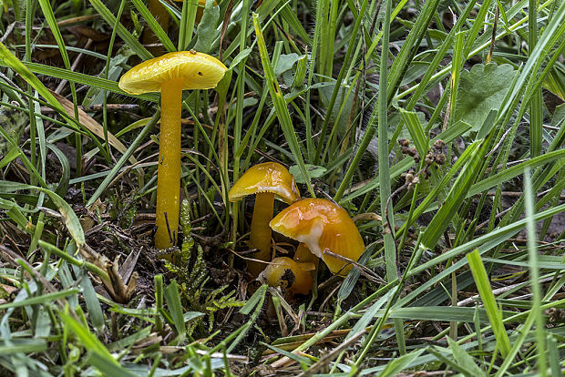 lúčnica citrónovožltá Hygrocybe chlorophana (Fr.) Wünsche