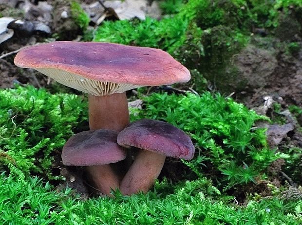 rýdzik Lactarius sp.