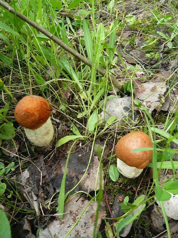 kozák osikový Leccinum albostipitatum den Bakker & Noordel.