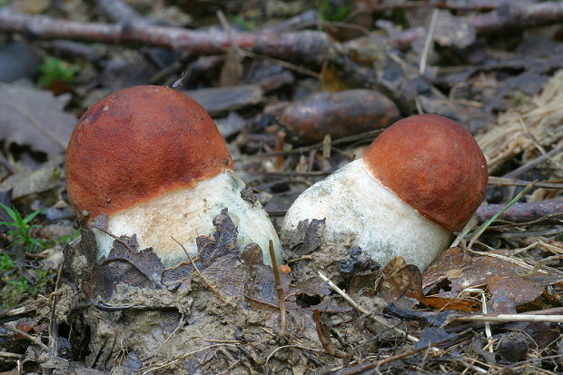 kozák dubový Leccinum aurantiacum (Bull.) Gray