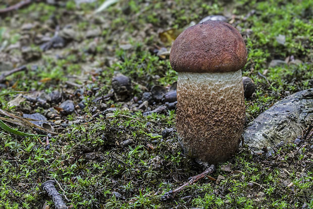 kozák dubový Leccinum aurantiacum (Bull.) Gray