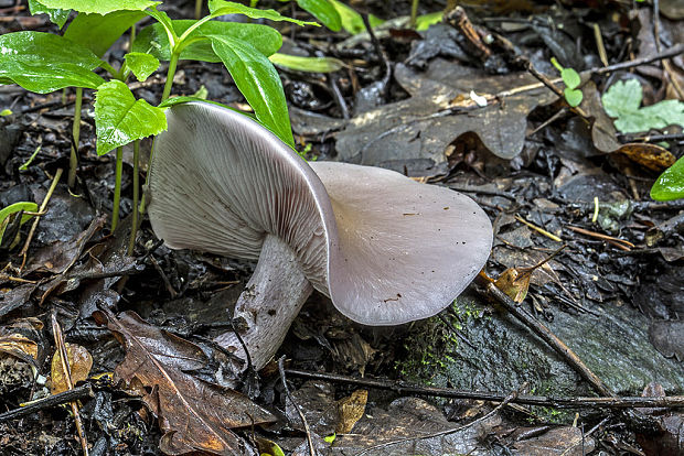 pôvabnica ružovkastá Lepista sordida (Schumach.) Singer