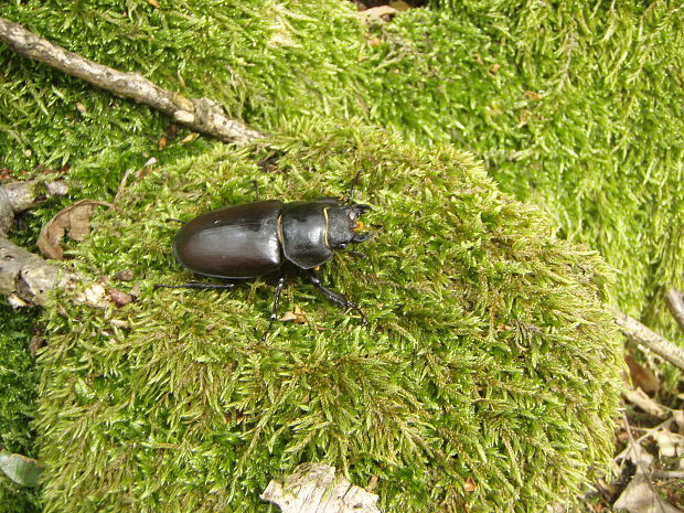 roháč Lucanus cervus