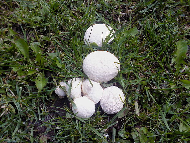 rozpadavec dlabaný Lycoperdon utriforme Bull.