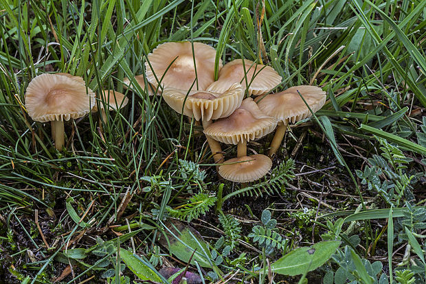 tanečnica poľná Marasmius oreades (Bolton) Fr.