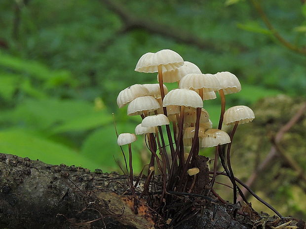 tanečnica golieriková Marasmius rotula (Scop.) Fr.