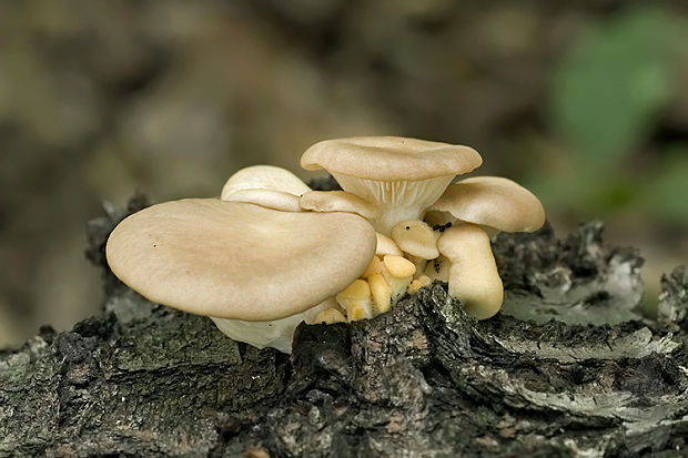 hliva buková Pleurotus pulmonarius (Fr.) Quél.