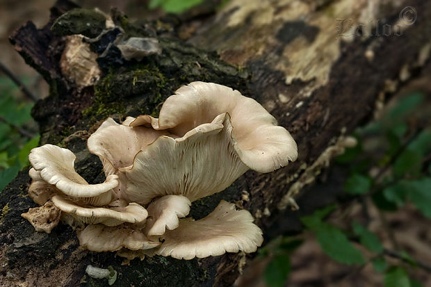 hliva buková Pleurotus pulmonarius (Fr.) Quél.