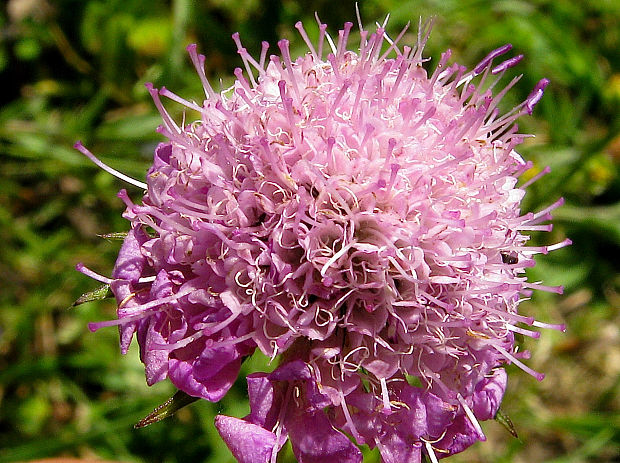 hlaváč fialový Scabiosa columbaria L.