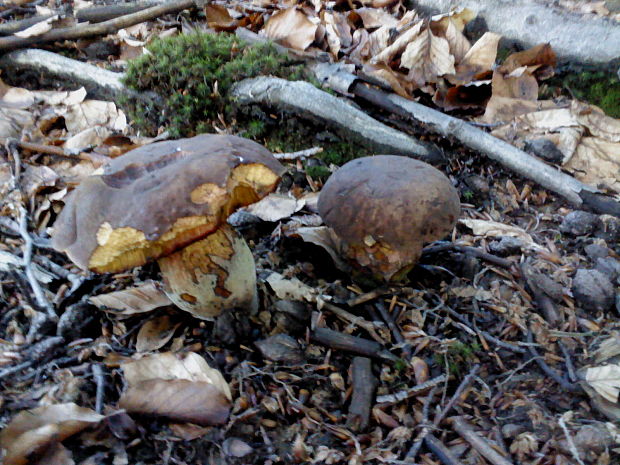 hríb zrnitohlúbikový Sutorius luridiformis (Rostk.) G. Wu & Zhu L. Yang