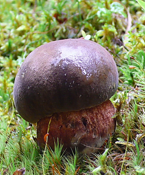 hríb zrnitohlúbikový Sutorius luridiformis (Rostk.) G. Wu & Zhu L. Yang