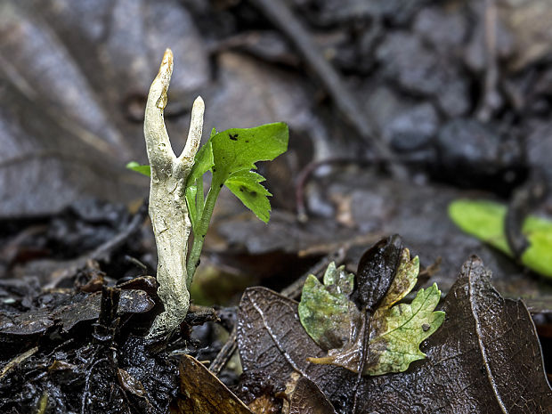 drevnatec hlohový Xylaria oxyacanthae Tul. et C. Tul