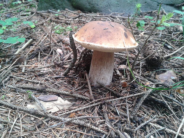 hríb smrekový Boletus edulis Bull.