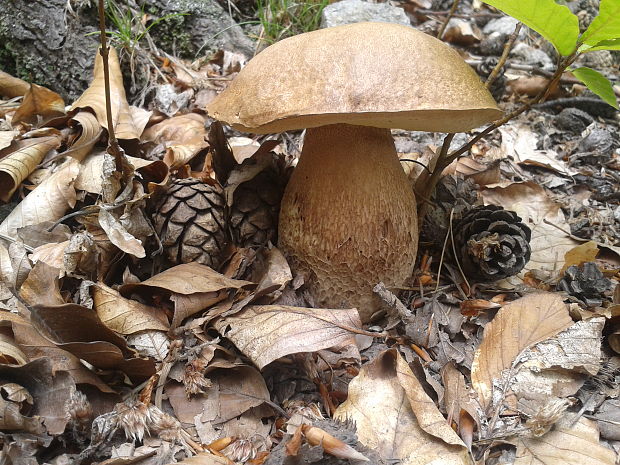 hríb dubový Boletus reticulatus Schaeff.