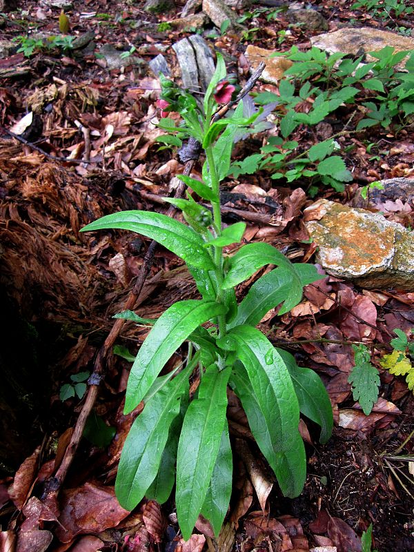 psojazyk lekársky Cynoglossum officinale L.