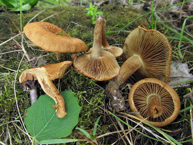 vláknica  Inocybe sp.