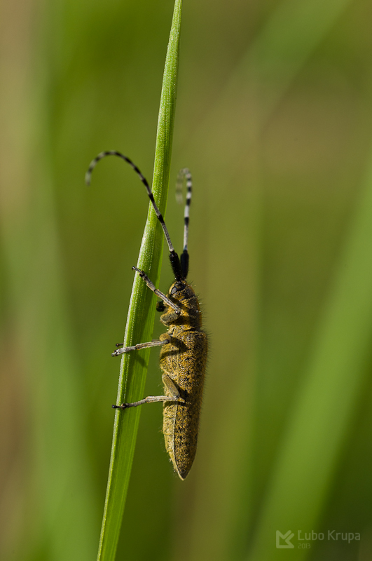 vrzúnik úzkoštíty Agapanthia villosoviridescens DeGeer, 1775