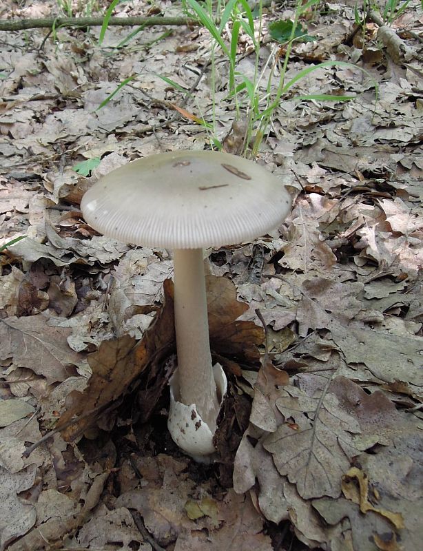 muchotrávka pošvatá Amanita vaginata (Bull.) Lam.