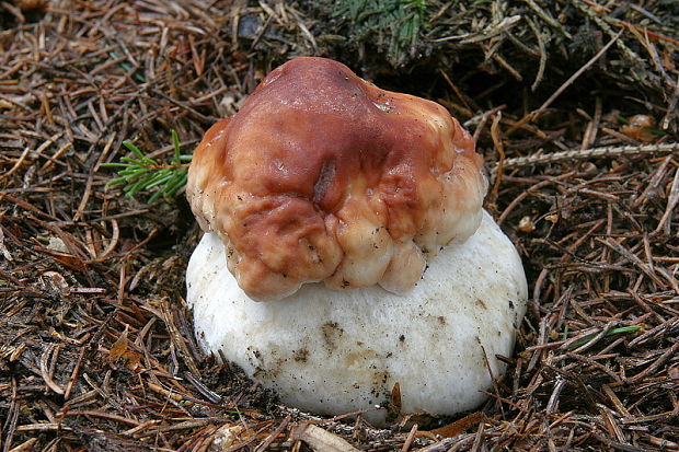 hríb sosnový Boletus pinophilus Pil. et Dermek in Pil.