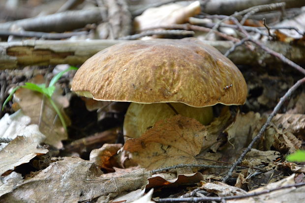 hríb dubový Boletus reticulatus Schaeff.