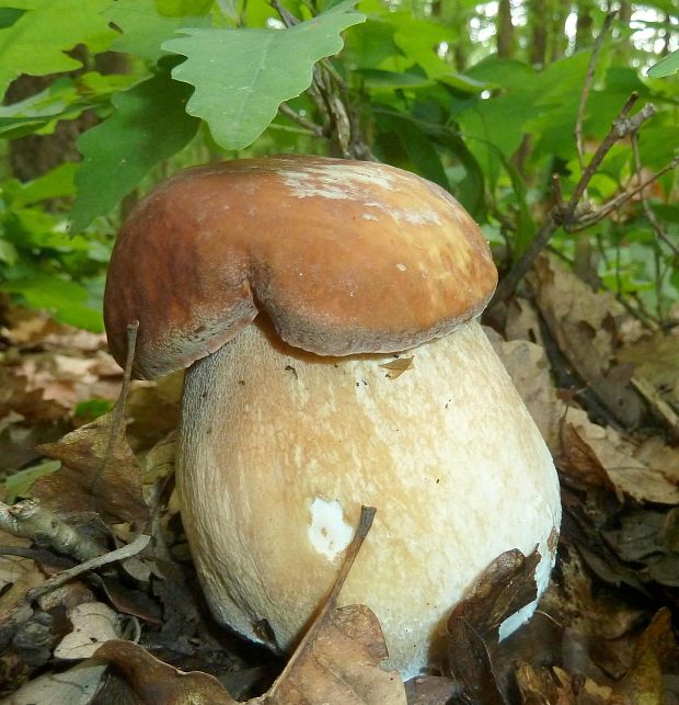 hríb dubový Boletus reticulatus Schaeff.