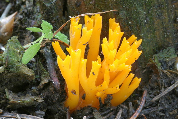 parôžkovec lepkavý Calocera viscosa (Pers.) Fr.