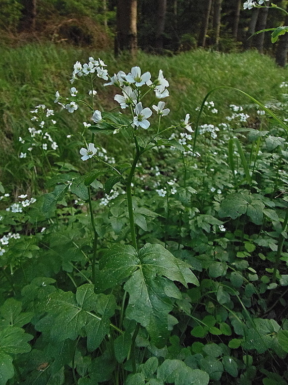 žerušnica horká Cardamine amara L.