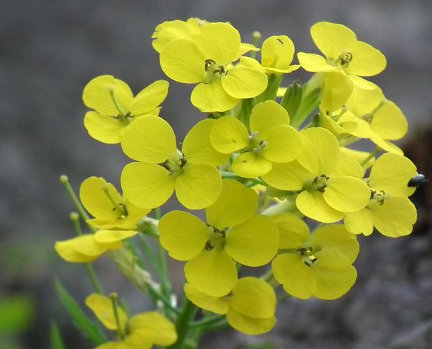 horčičník voňavý Erysimum odoratum P. Gaertn., B. Mey. et Scherb.