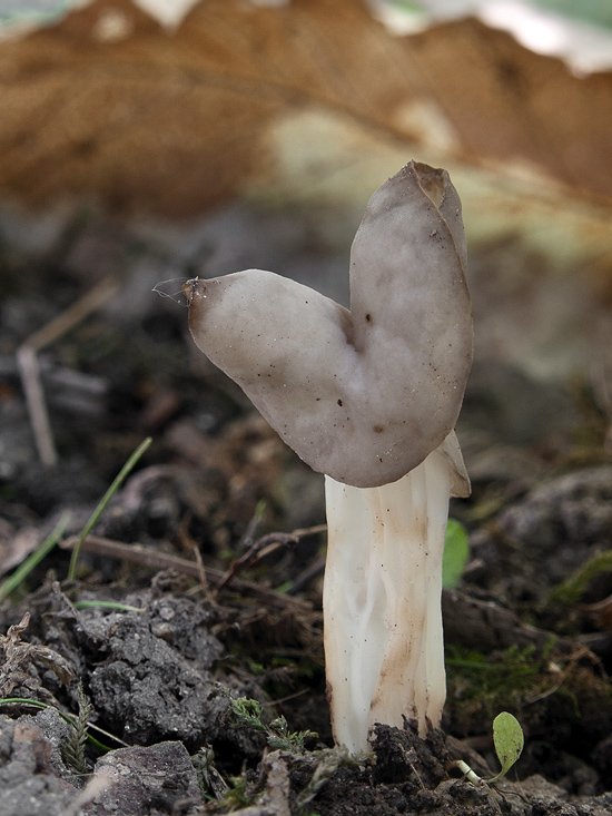 chriapač jamkatý Helvella lacunosa Afzel.