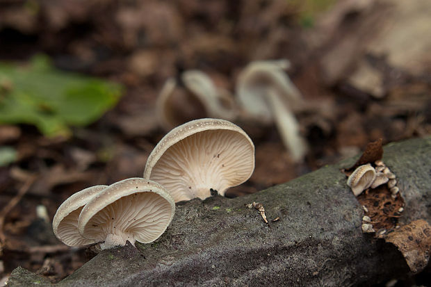 lastúrka Hohenbuehelia sp.