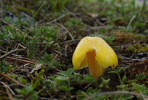 lúčnica hrotitá Hygrocybe acutoconica (Clem.) Singer