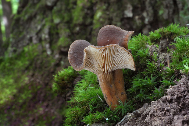 rýdzik Lactarius sp.