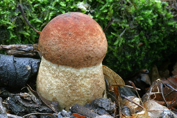 kozák dubový Leccinum aurantiacum (Bull.) Gray