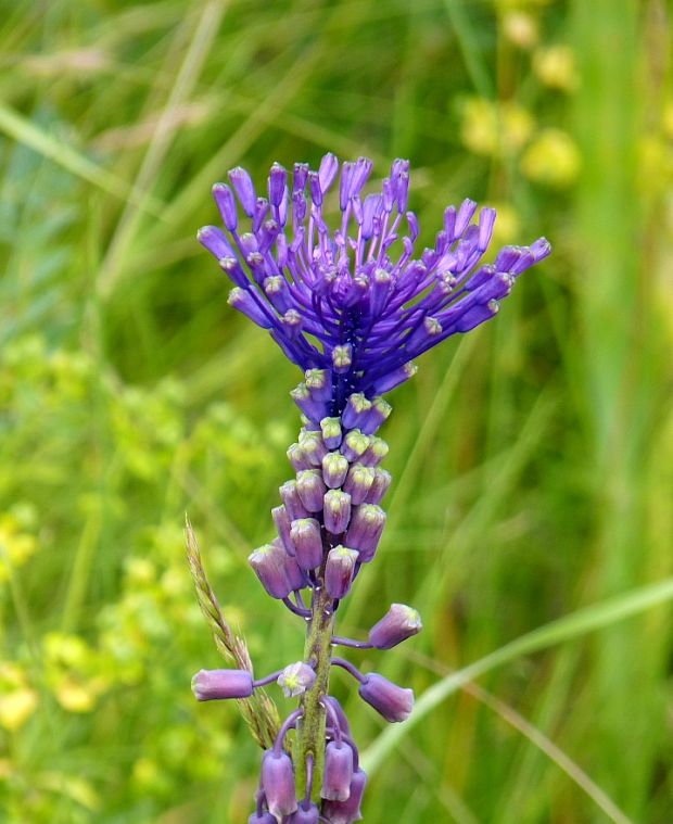 leopoldia chochlatá Leopoldia comosa (L.) Parl.