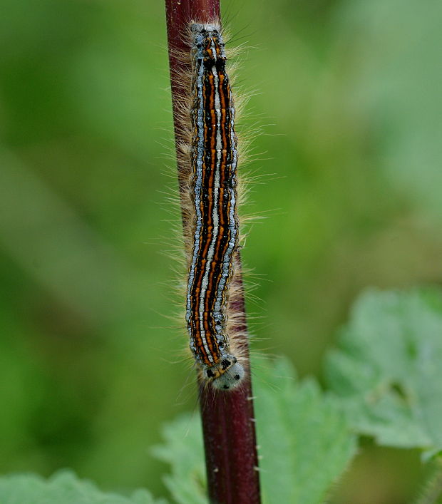 priadkovec obrúčkaty  Malacosoma neustria