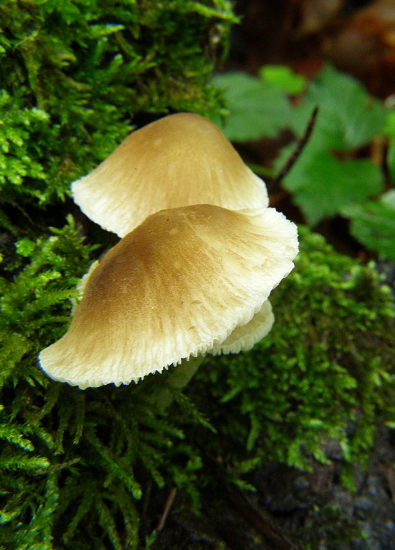 prilbička Mycena sp.