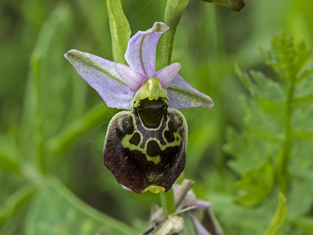 hmyzovník holubyho Ophrys holubyana András.