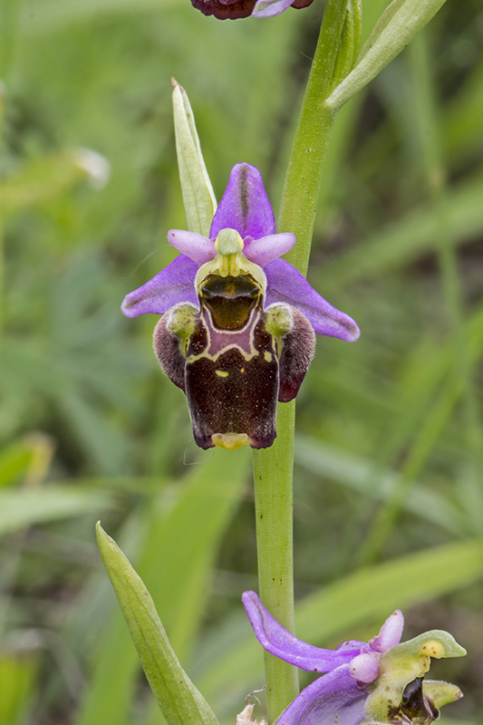 hmyzovník holubyho Ophrys holubyana András.