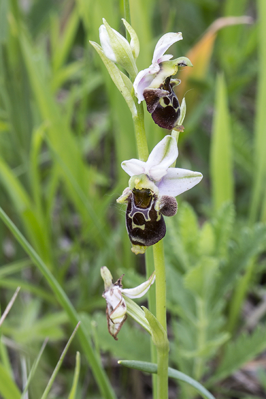 hmyzovník holubyho Ophrys holubyana András.