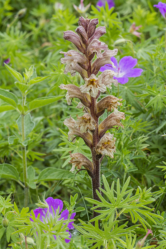 záraza žltá Orobanche lutea Baumg.